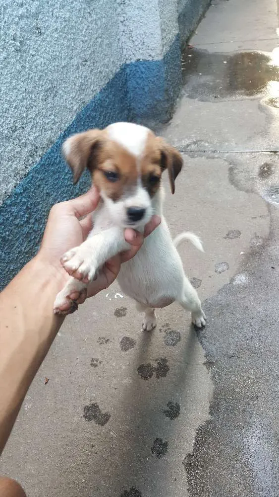 Cachorro ra a vira-lata idade Abaixo de 2 meses nome não tem