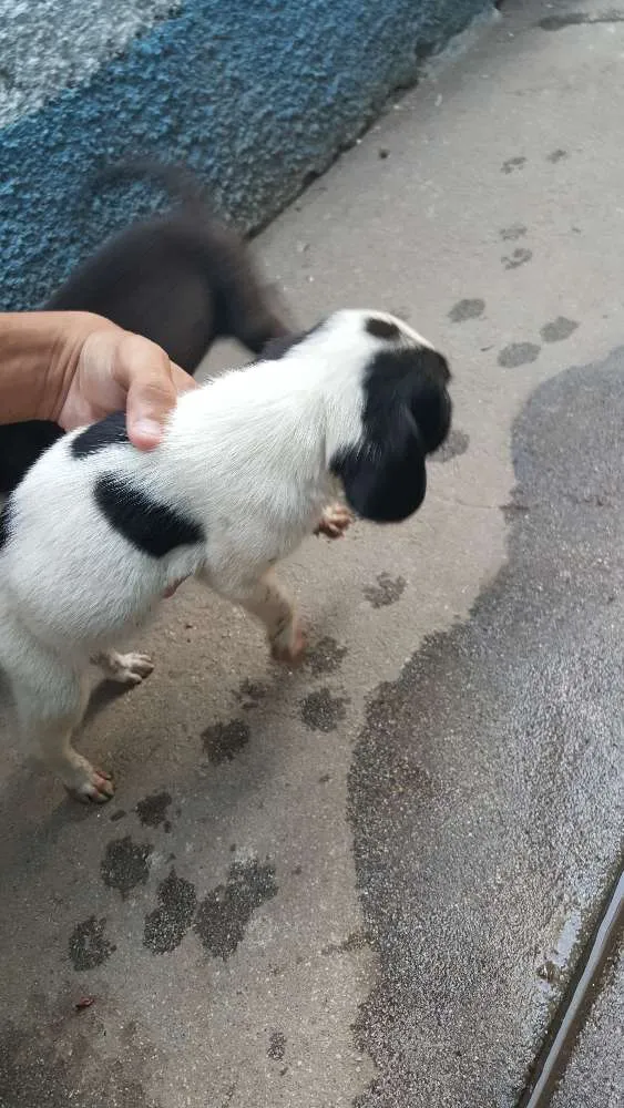 Cachorro ra a vira-lata idade Abaixo de 2 meses nome não tem