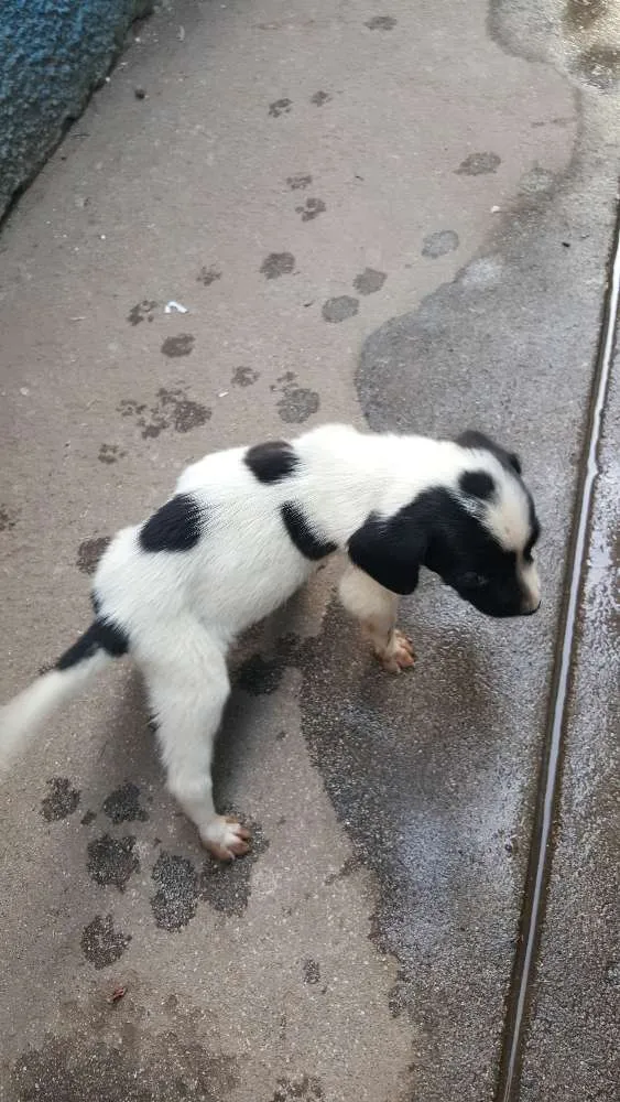 Cachorro ra a vira-lata idade Abaixo de 2 meses nome não tem