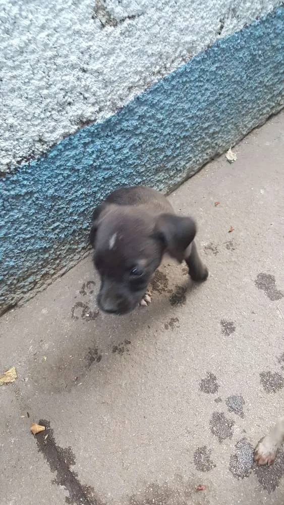 Cachorro ra a vira-lata idade Abaixo de 2 meses nome não tem