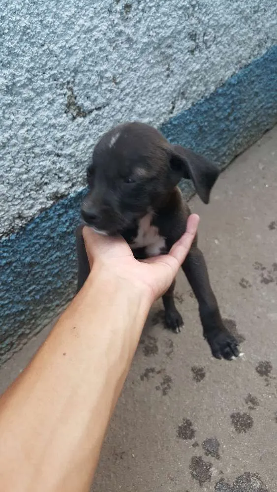 Cachorro ra a vira-lata idade Abaixo de 2 meses nome não tem