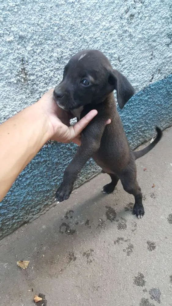 Cachorro ra a vira-lata idade Abaixo de 2 meses nome não tem