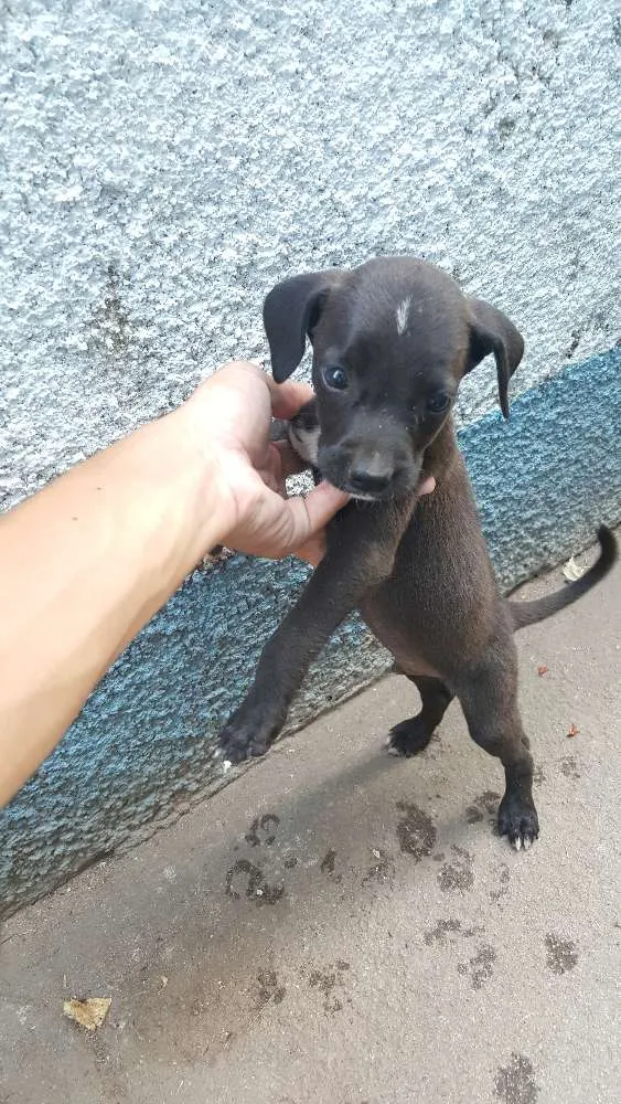 Cachorro ra a vira-lata idade Abaixo de 2 meses nome não tem