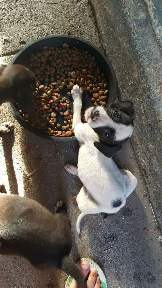 Cachorro ra a vira-lata idade Abaixo de 2 meses nome não tem