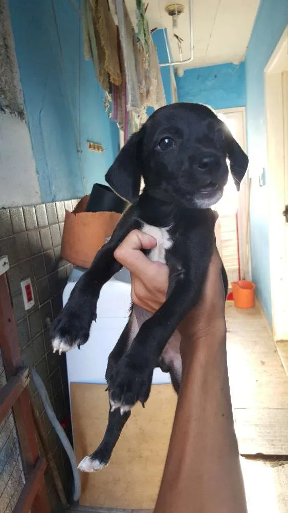 Cachorro ra a vira-lata idade Abaixo de 2 meses nome não tem