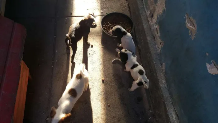 Cachorro ra a vira-lata idade Abaixo de 2 meses nome não tem