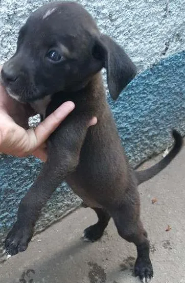 Cachorro ra a vira-lata idade Abaixo de 2 meses nome não tem