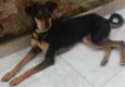 Susi