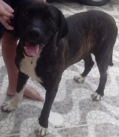 Cachorro raça Fila idade 2 anos nome Nao sei