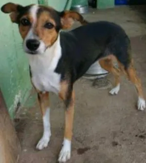 Cachorro raça Vira lata idade 3 anos nome Rock sandra