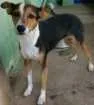 Cachorro raça Vira lata idade 3 anos nome Rock sandra