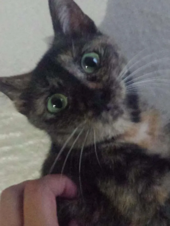 Gato ra a Indefinida idade 2 anos nome Tica
