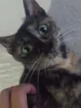 Tica