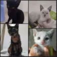 Tica
