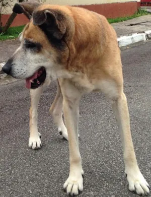 Cachorro raça indefinida idade 6 ou mais anos nome Vovô (demos esse no