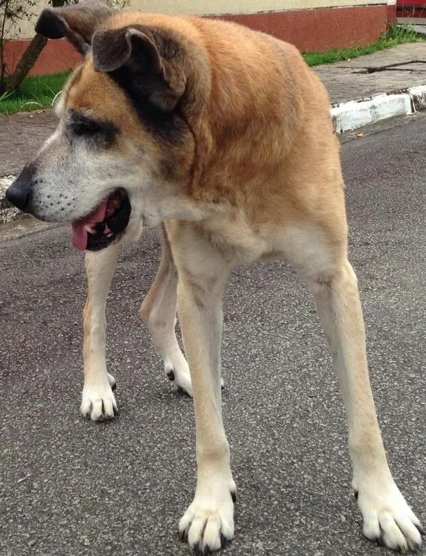 Cachorro ra a indefinida idade 6 ou mais anos nome Vovô (demos esse no
