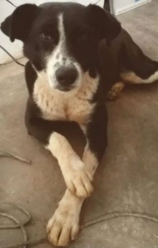 Cachorro ra a SRD idade 7 a 11 meses nome Anna