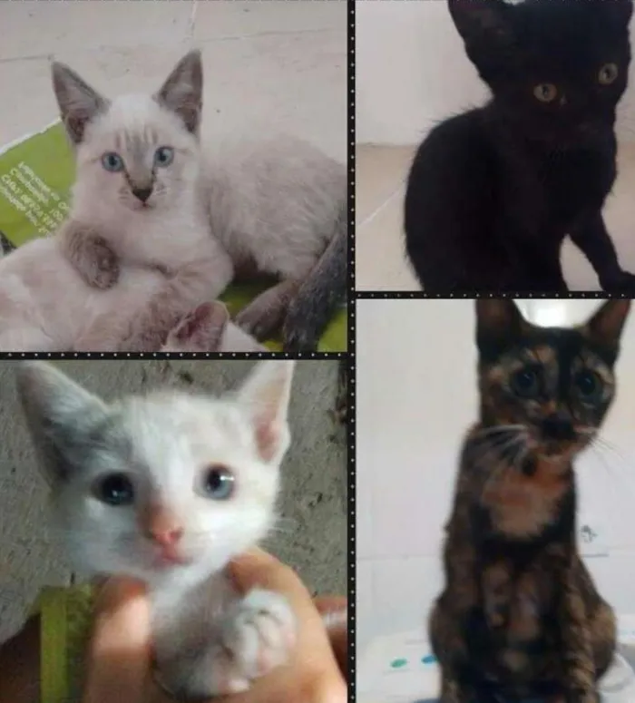 Gato ra a Indefinida idade 2 anos nome Tica