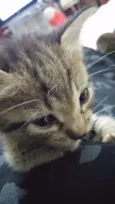 Pequena