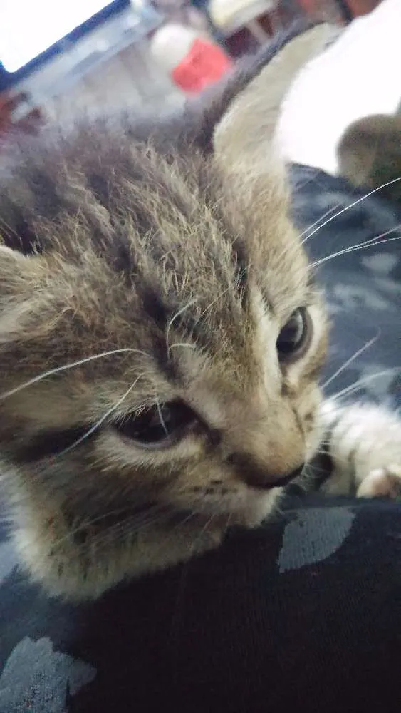 Gato ra a SRD idade Abaixo de 2 meses nome Pequena