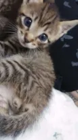 Pequena