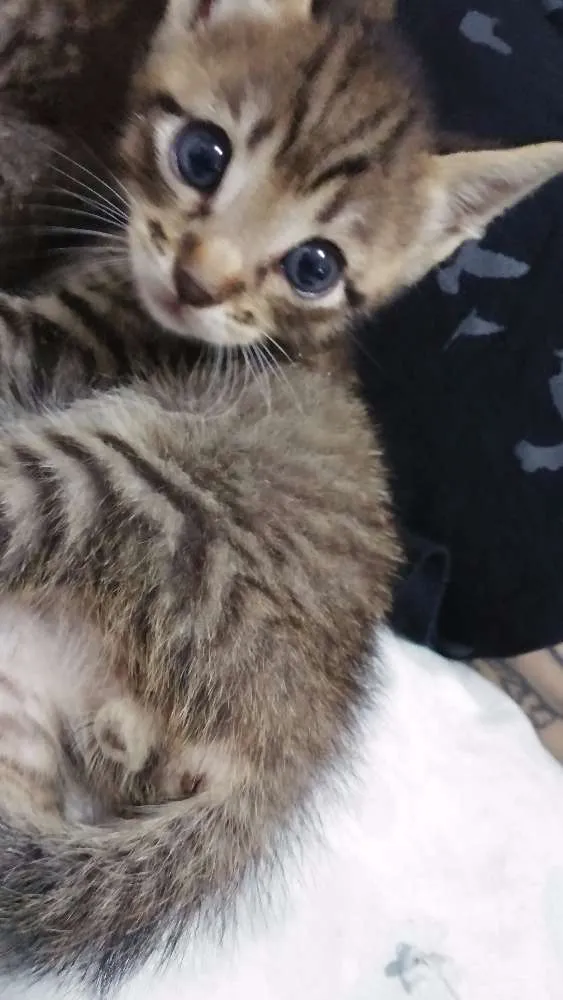 Gato ra a SRD idade Abaixo de 2 meses nome Pequena