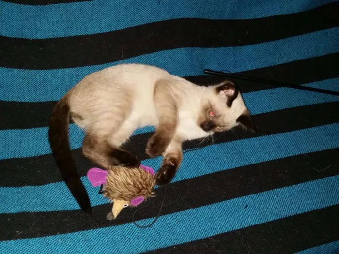 Gato ra a Siamês idade 2 a 6 meses nome Sem nome