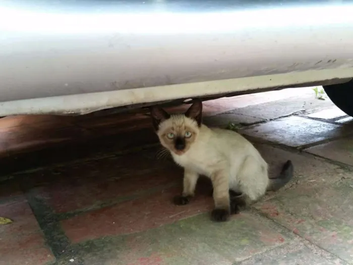 Gato ra a Siamês idade 2 a 6 meses nome Sem nome
