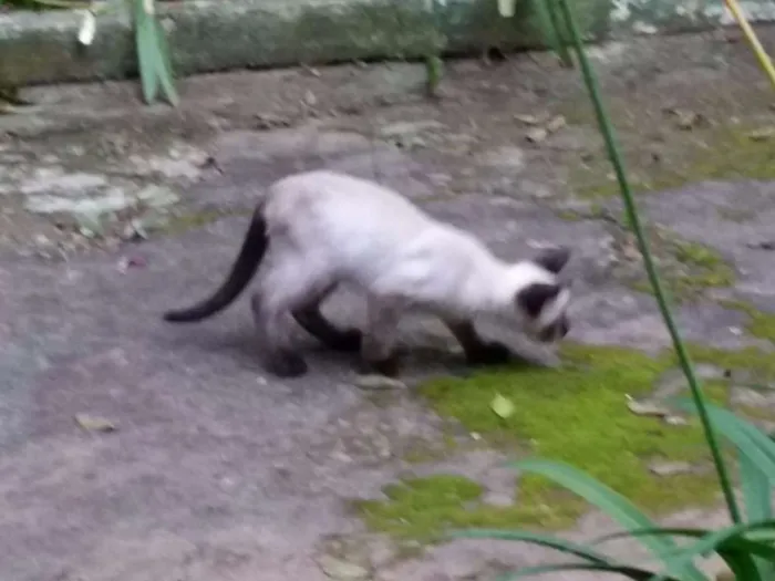Gato ra a Siamês idade 2 a 6 meses nome Sem nome