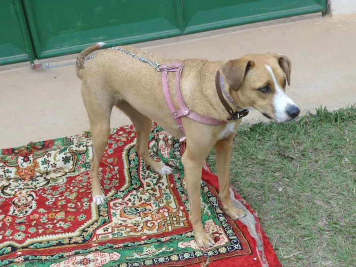 Cachorro ra a Mestiça idade 5 anos nome Nina