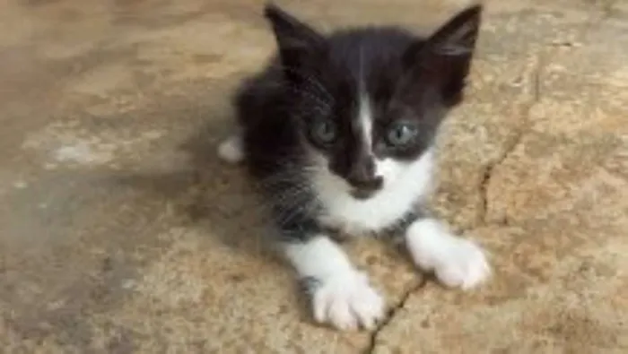 Gato ra a  idade Abaixo de 2 meses nome sem nomes