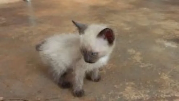 Gato ra a  idade Abaixo de 2 meses nome sem nomes