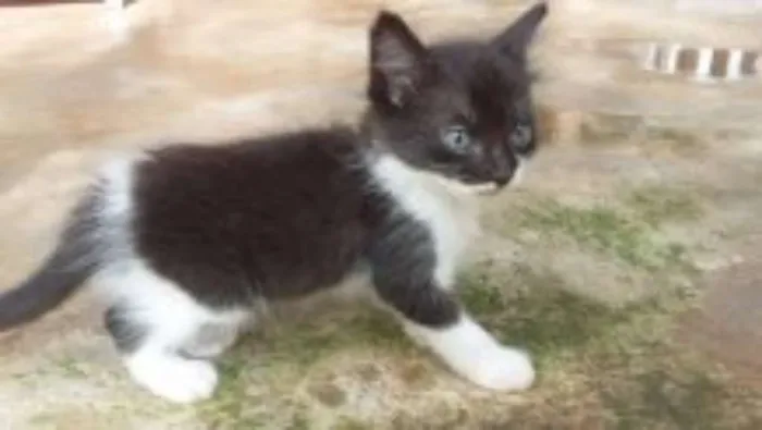 Gato ra a  idade Abaixo de 2 meses nome sem nomes