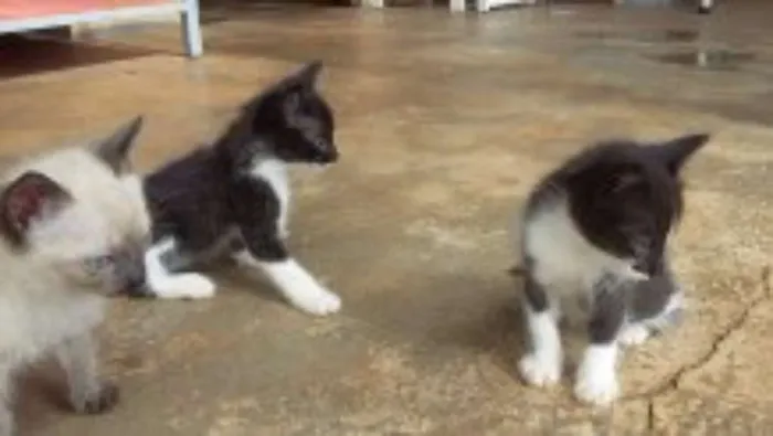 Gato ra a  idade Abaixo de 2 meses nome sem nomes