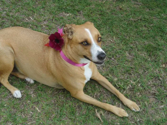 Cachorro ra a Mestiça idade 5 anos nome Nina