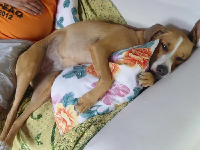 Cachorro ra a Mestiça idade 5 anos nome Nina