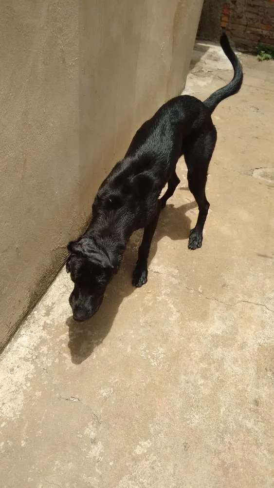 Cachorro ra a Labrador idade 7 a 11 meses nome Bob