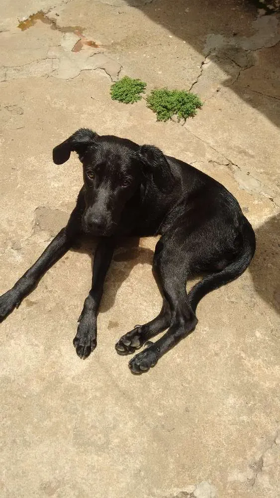 Cachorro ra a Labrador idade 7 a 11 meses nome Bob