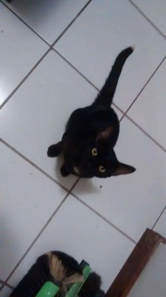 Gato ra a Sem raça definida idade 2 a 6 meses nome Café