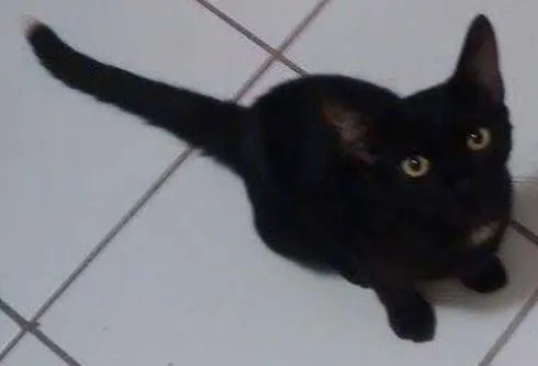 Gato ra a Sem raça definida idade 2 a 6 meses nome Café