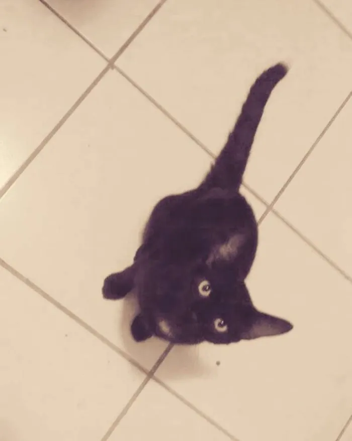 Gato ra a Sem raça definida idade 2 a 6 meses nome Café