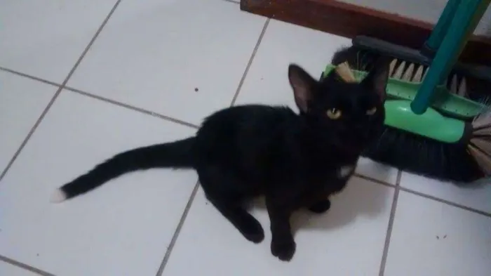 Gato ra a Sem raça definida idade 2 a 6 meses nome Café