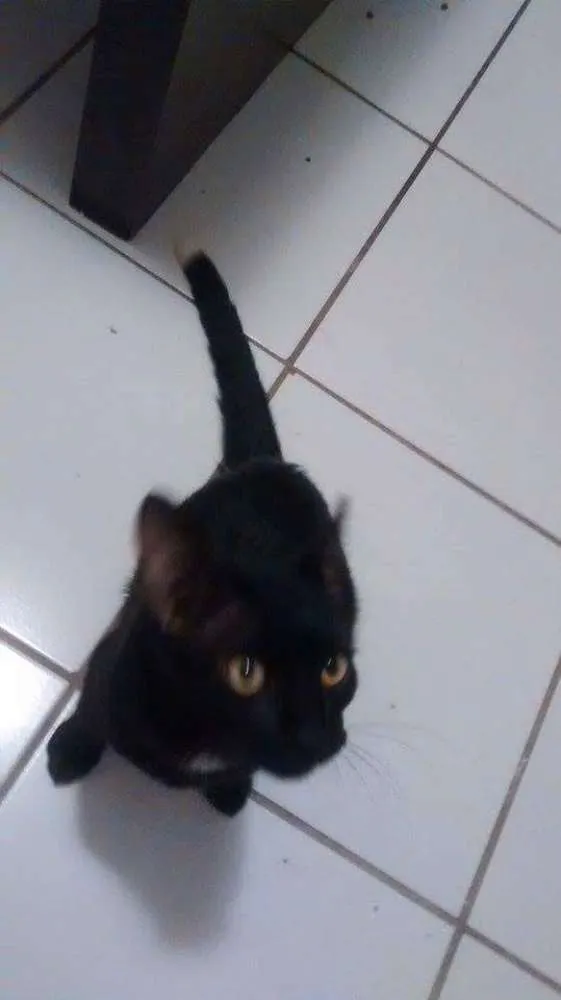 Gato ra a Sem raça definida idade 2 a 6 meses nome Café