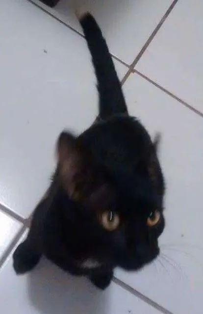 Gato ra a Sem raça definida idade 2 a 6 meses nome Café
