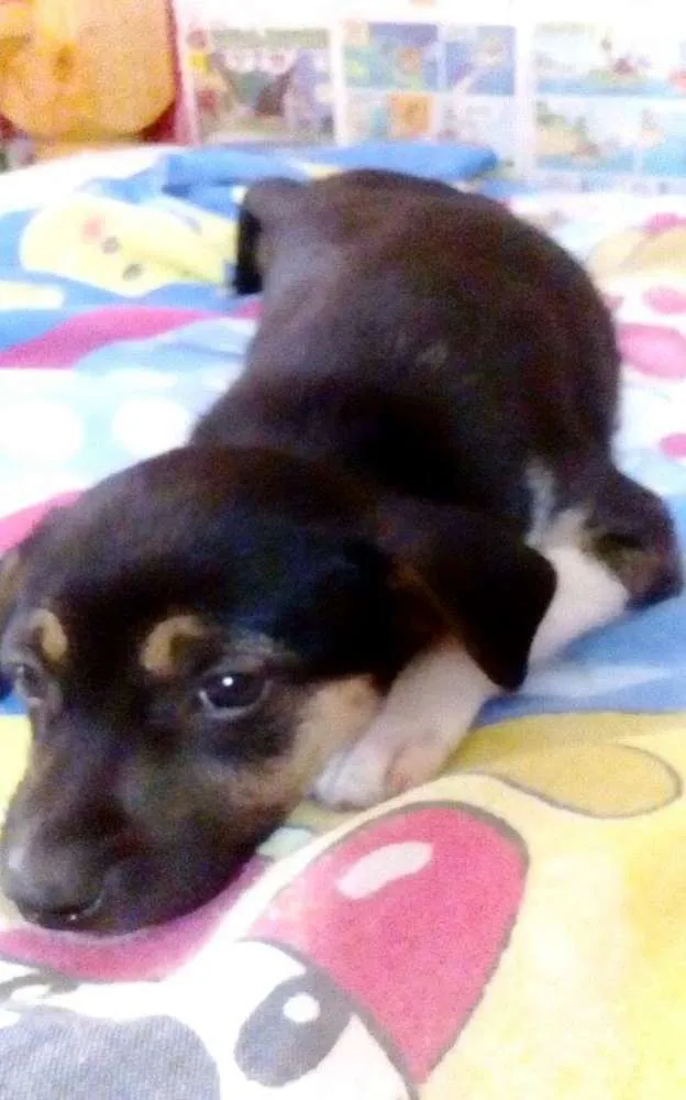 Cachorro ra a Mestiça de Fox Paulistinha idade Abaixo de 2 meses nome Preta