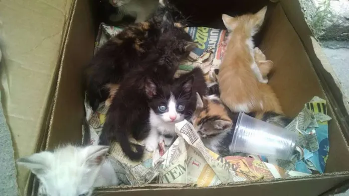 Gato raça  idade Abaixo de 2 meses nome gatinhos