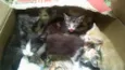 gatinhos
