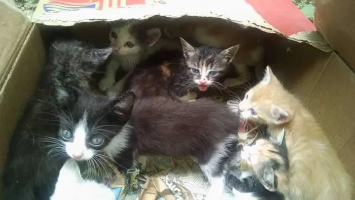 Gato raça  idade Abaixo de 2 meses nome gatinhos
