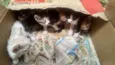 gatinhos