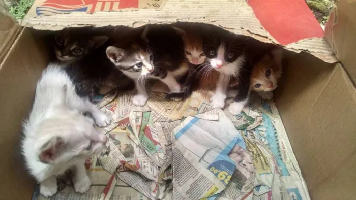 Gato raça  idade Abaixo de 2 meses nome gatinhos